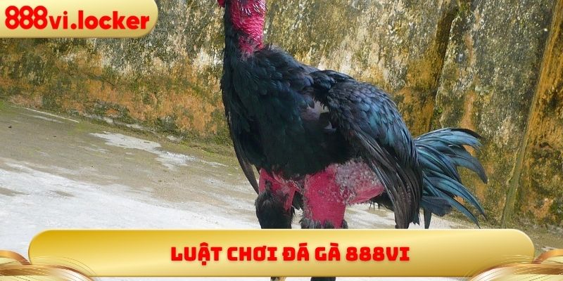 Luật chơi đá gà 888vi