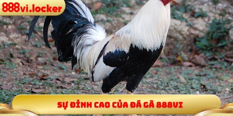 Sự đỉnh cao của đá gà 888vi