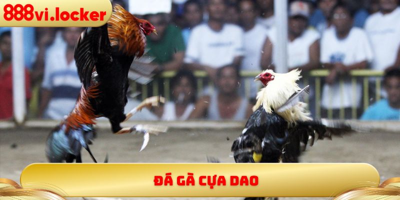Đá gà cựa dao
