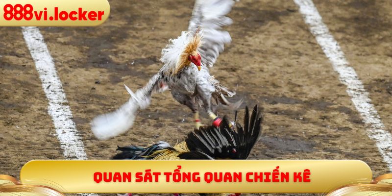 Quan sát tổng quan chiến kê
