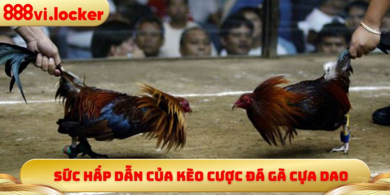 Sức hấp dẫn của kèo cược đá gà cựa dao