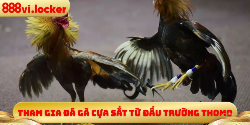 Tham gia đá gà cựa sắt từ đấu trường Thomo